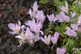 Image of Colchicum davisii C. D. Brickell