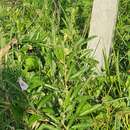 Imagem de Clitoria laurifolia Poir.