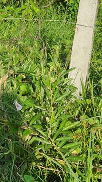 Clitoria laurifolia Poir. resmi