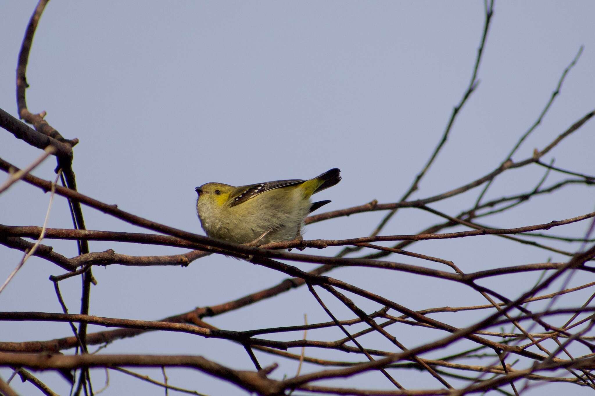 Image of Forty-spotted Pardalote