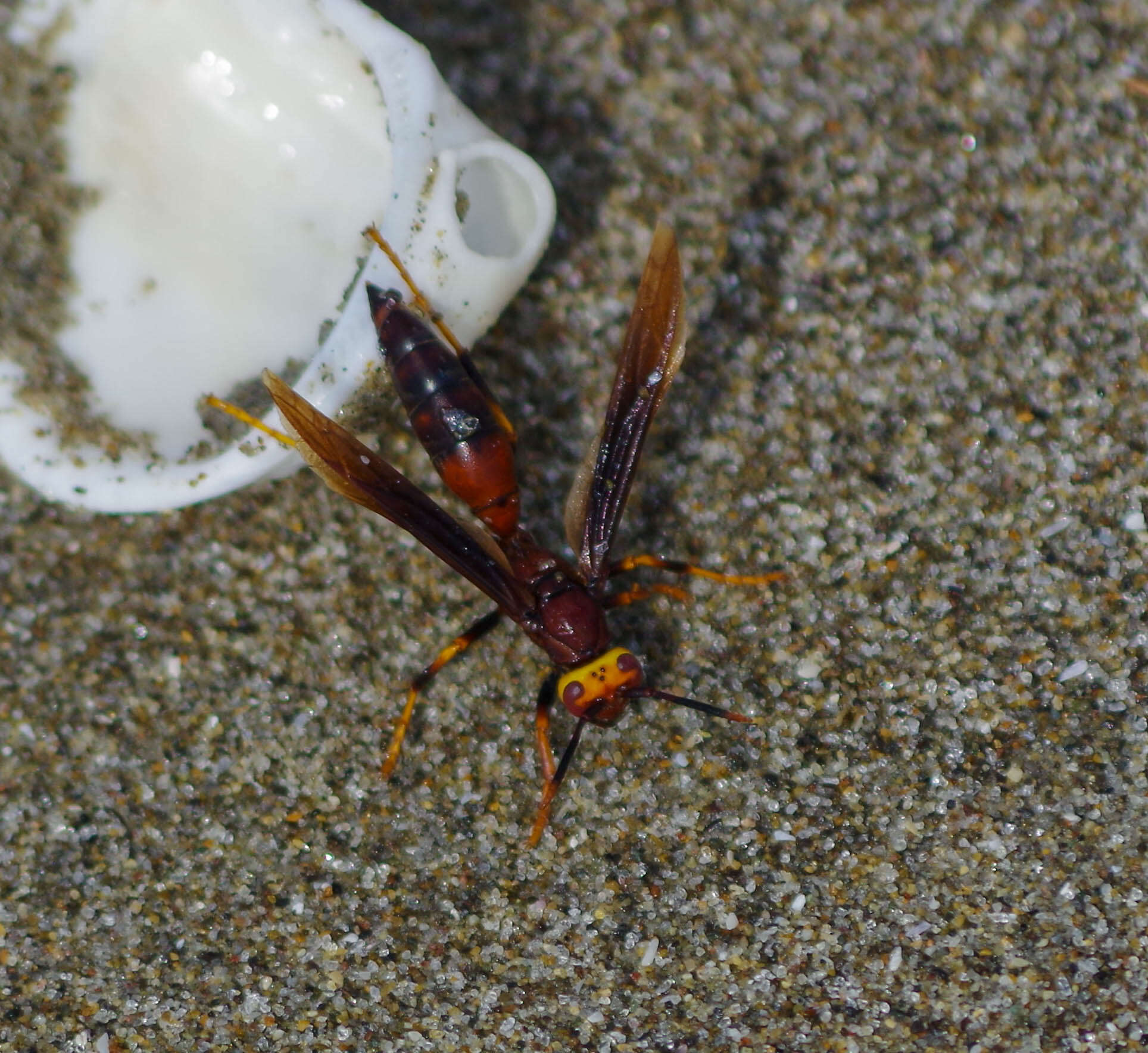 Image of Polistes infuscatus Lepeletier 1836