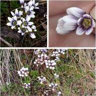 Image of Gentianella corymbosa (Kunth) Weaver & Rudenberg