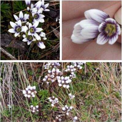 Image of Gentianella corymbosa (Kunth) Weaver & Rudenberg