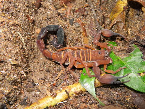 صورة Babycurus gigas Kraepelin 1896