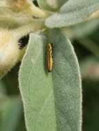 Image of Agrilus lacustris Le Conte 1860