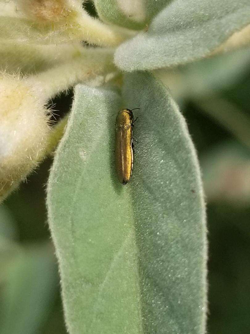 Imagem de Agrilus lacustris Le Conte 1860