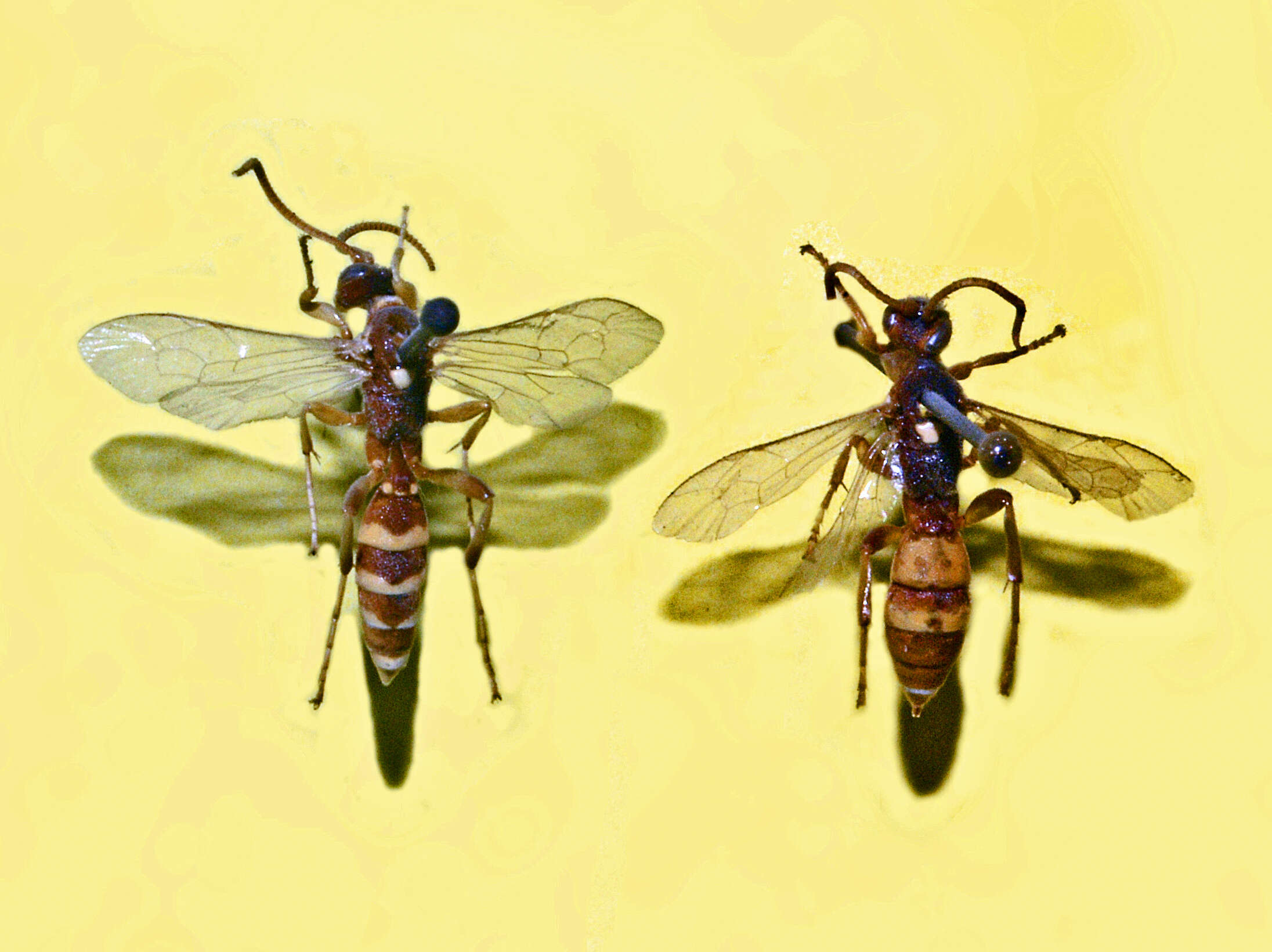 Image of Ichneumon sarcitorius Linnaeus 1758