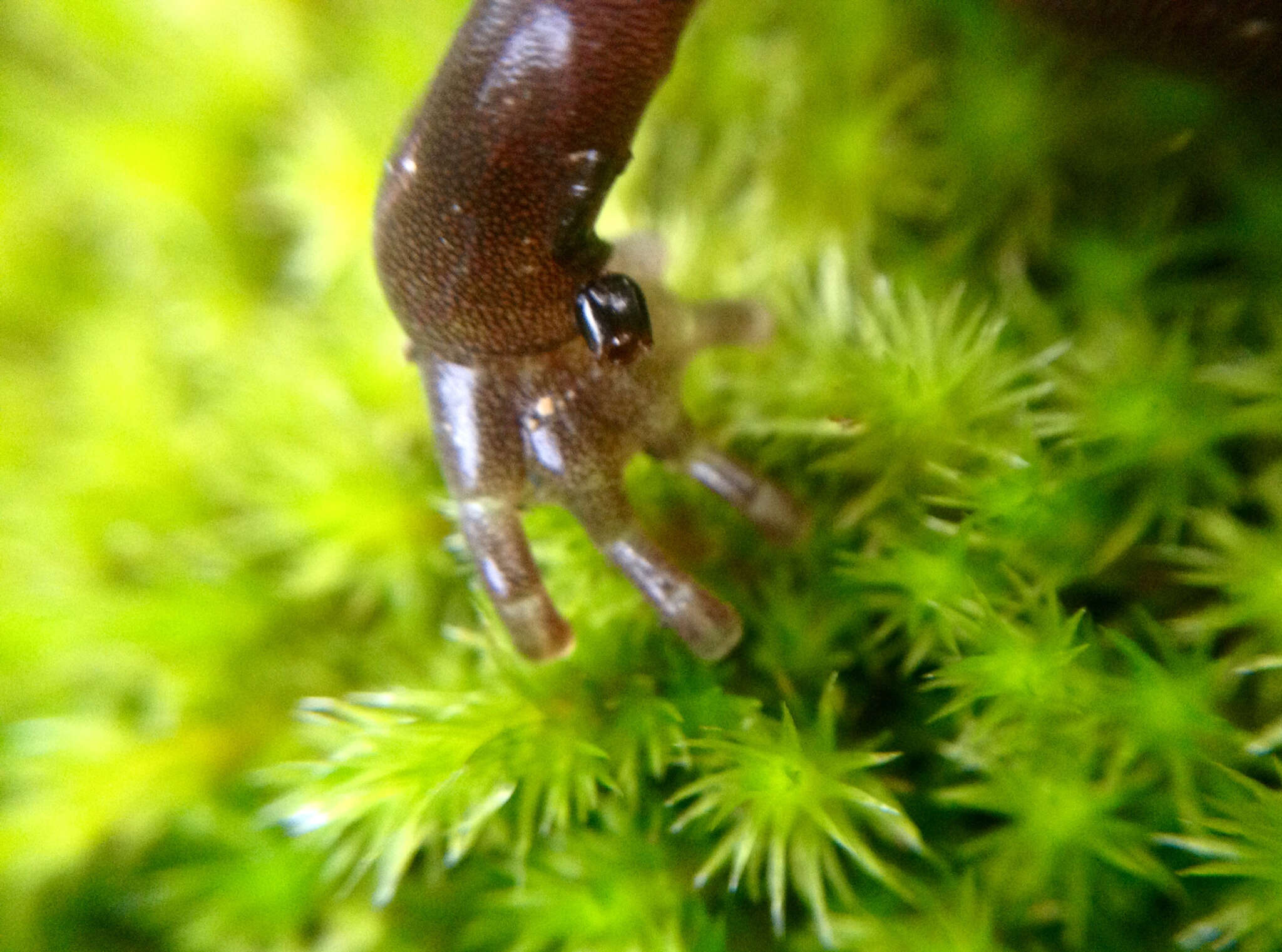 Image of Clouded Salamander