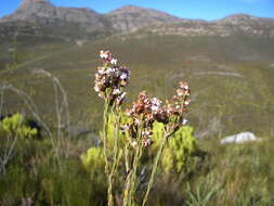 Image of Erica articularis var. articularis