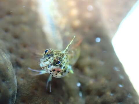 Image of Midnight blenny