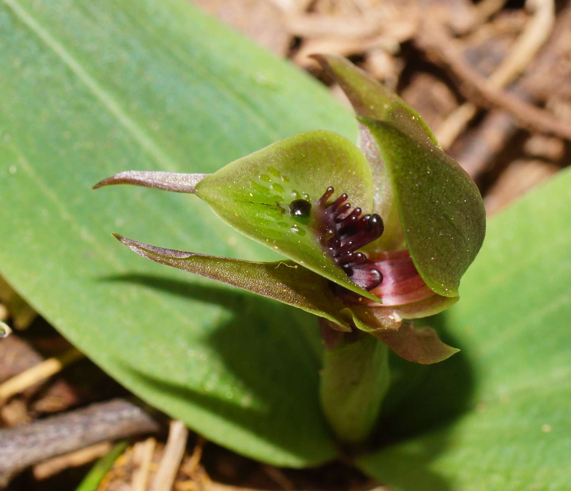 Image of Mountain bird orchid