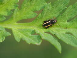 Image of Elongate Flea Beetle