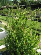 Image of hemlock waterparsnip