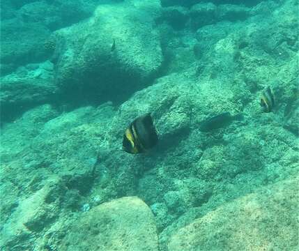 Image of Cortez Angelfish