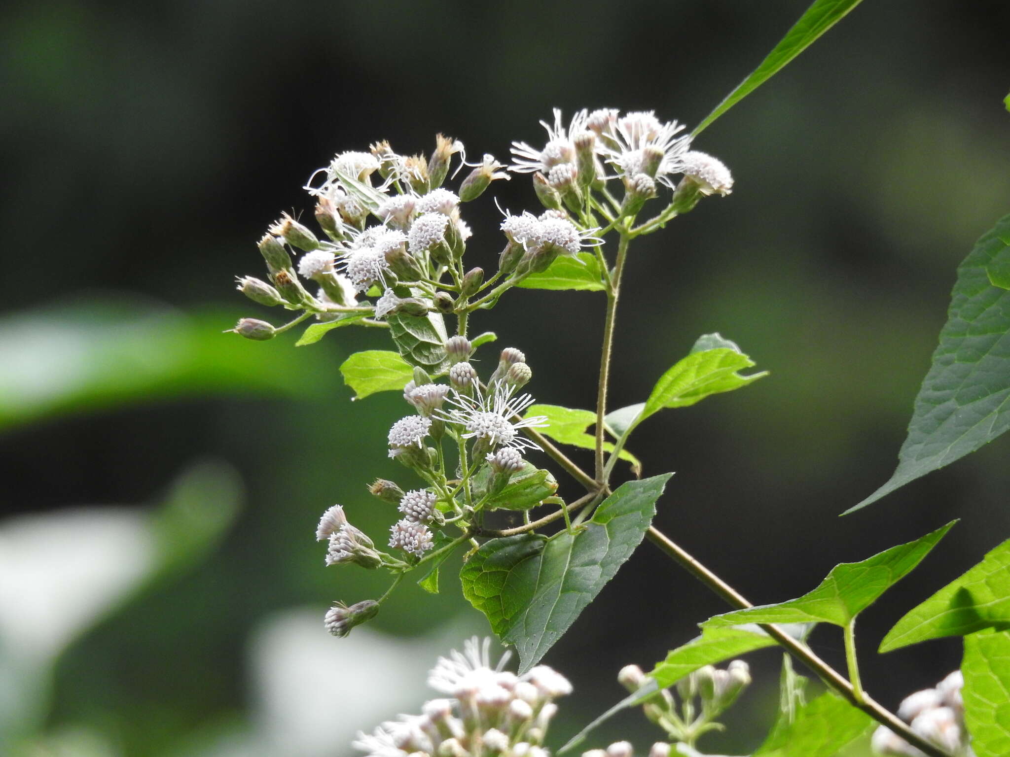 Sivun Chromolaena collina (DC.) R. King & H. Rob. kuva