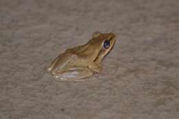 Image of Himalayan Tree Frog