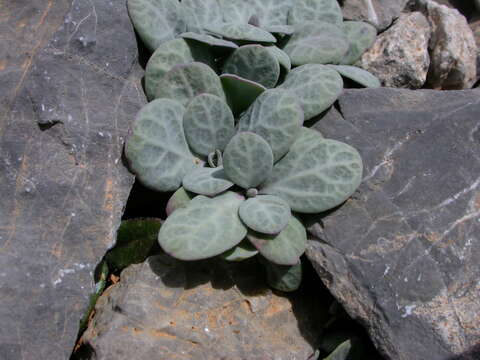 Image of Silene variegata (Desf.) Boiss. & Heldr.