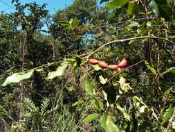 Image de Petchia erythrocarpa (Vatke) A. J. M. Leeuwenberg