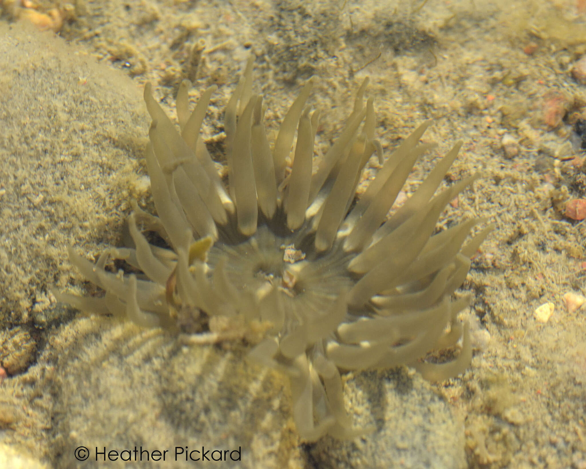 Image of silver-spotted sea anemone