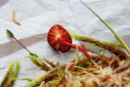 Image of Hygrocybe substrangulata (P. D. Orton) P. D. Orton & Watling 1969