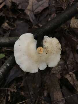 Image of Tyromyces galactinus (Berk.) J. Lowe 1975