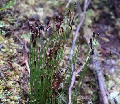 Image of Schizaea australis Gaud.