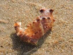 Image of frilled frogsnail