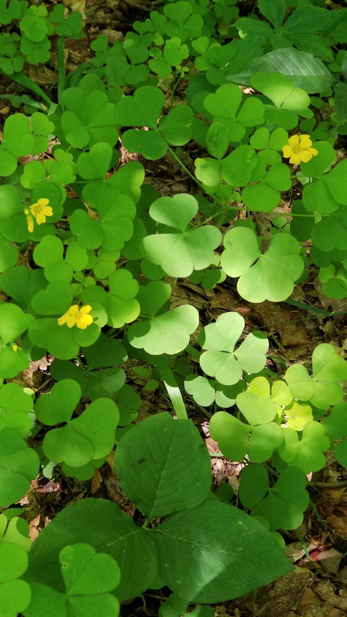 Sivun Oxalis grandis Small kuva