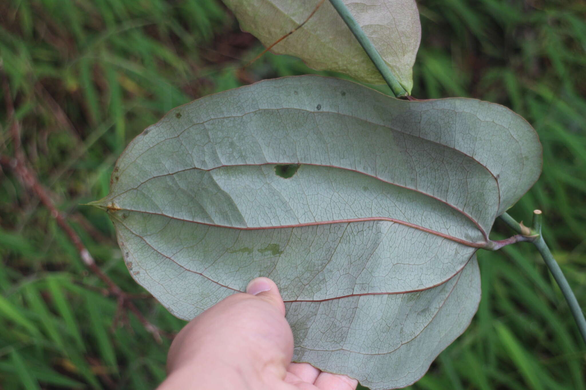 Image of Smilax seisuiensis (Hayata) P. Li & C. X. Fu