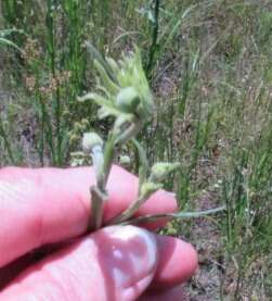 Image of pretty sneezeweed