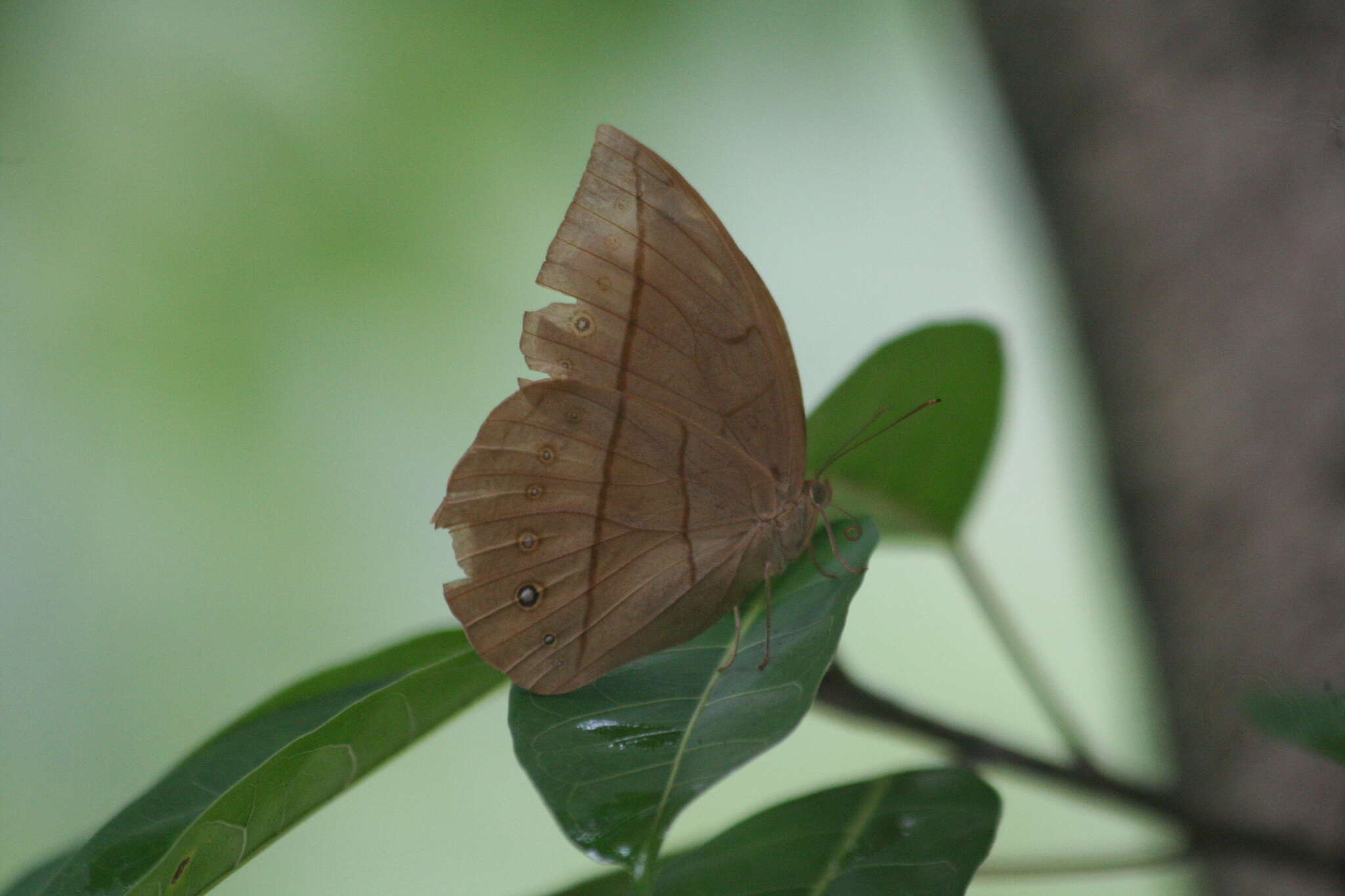 Image of Yellow Dryad