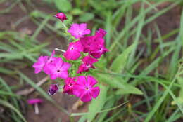 Image of annual phlox