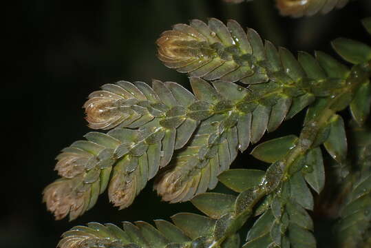 Image of Selaginella biformis A. Br. ex Kuhn