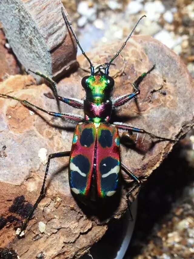 Image of Cicindela (Sophiodela) chinensis De Geer 1774