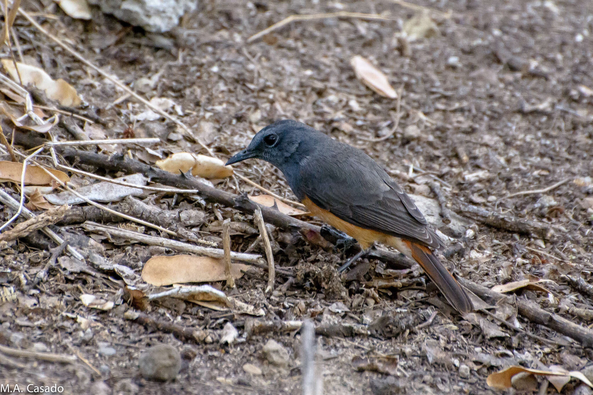 Plancia ëd Monticola rufocinereus (Rüppell 1837)