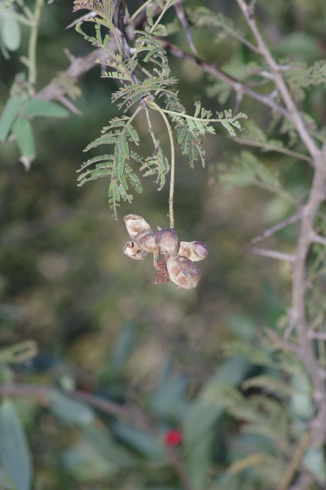 Imagem de Dichrostachys cinerea (L.) Wight & Arn.