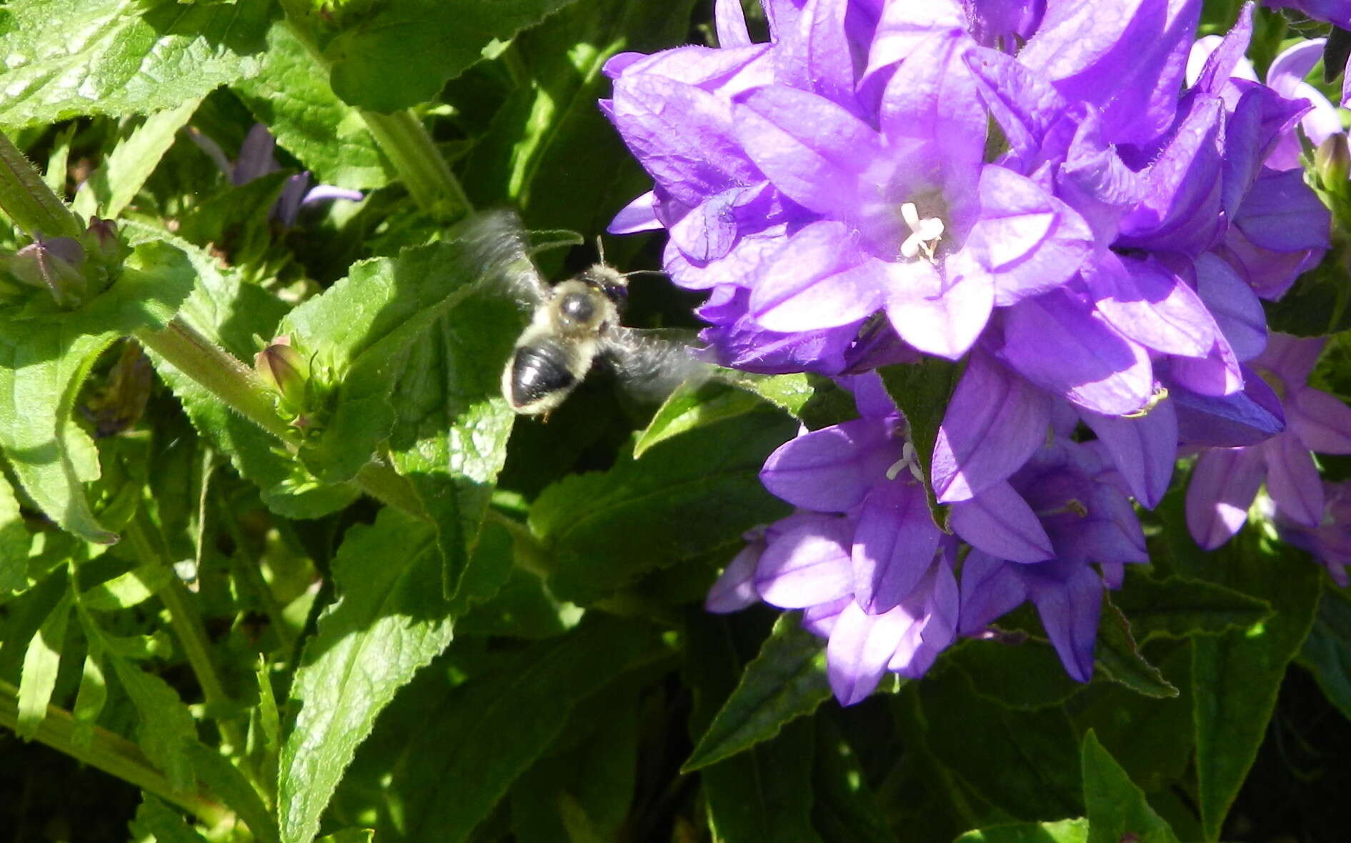 Image of Black-and-gray Leaf-cutter Bee