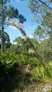 Plancia ëd Andropogon floridanus Scribn.