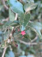 Image of Gymnosporia rubra (Harv.) Loes.