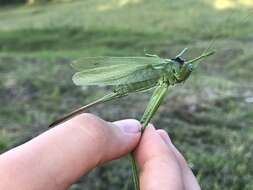 Sivun Tettigonia caudata (Charpentier 1845) kuva