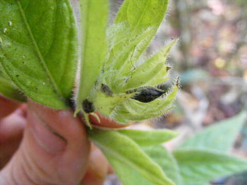 Image of Justicia jamaicensis (Britton) Stearn