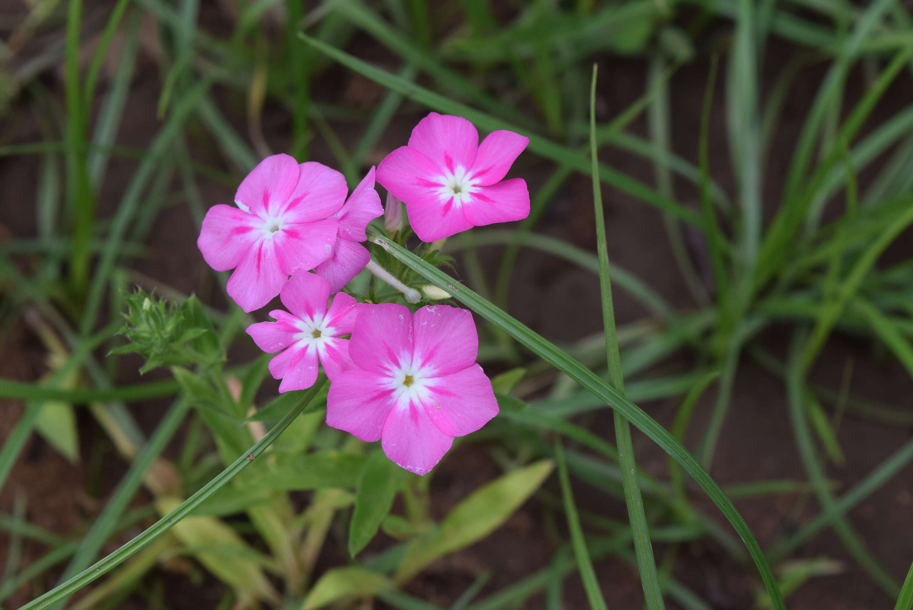 Image of annual phlox