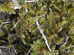 Image of hypnum moss