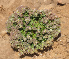 Imagem de Polycarpon succulentum (Del.) J. Gay