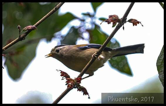 Image of Blue-winged Minla