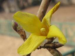 Imagem de Forsythia koreana (Rehder) Nakai