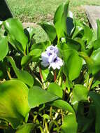 Image of anchored water hyacinth