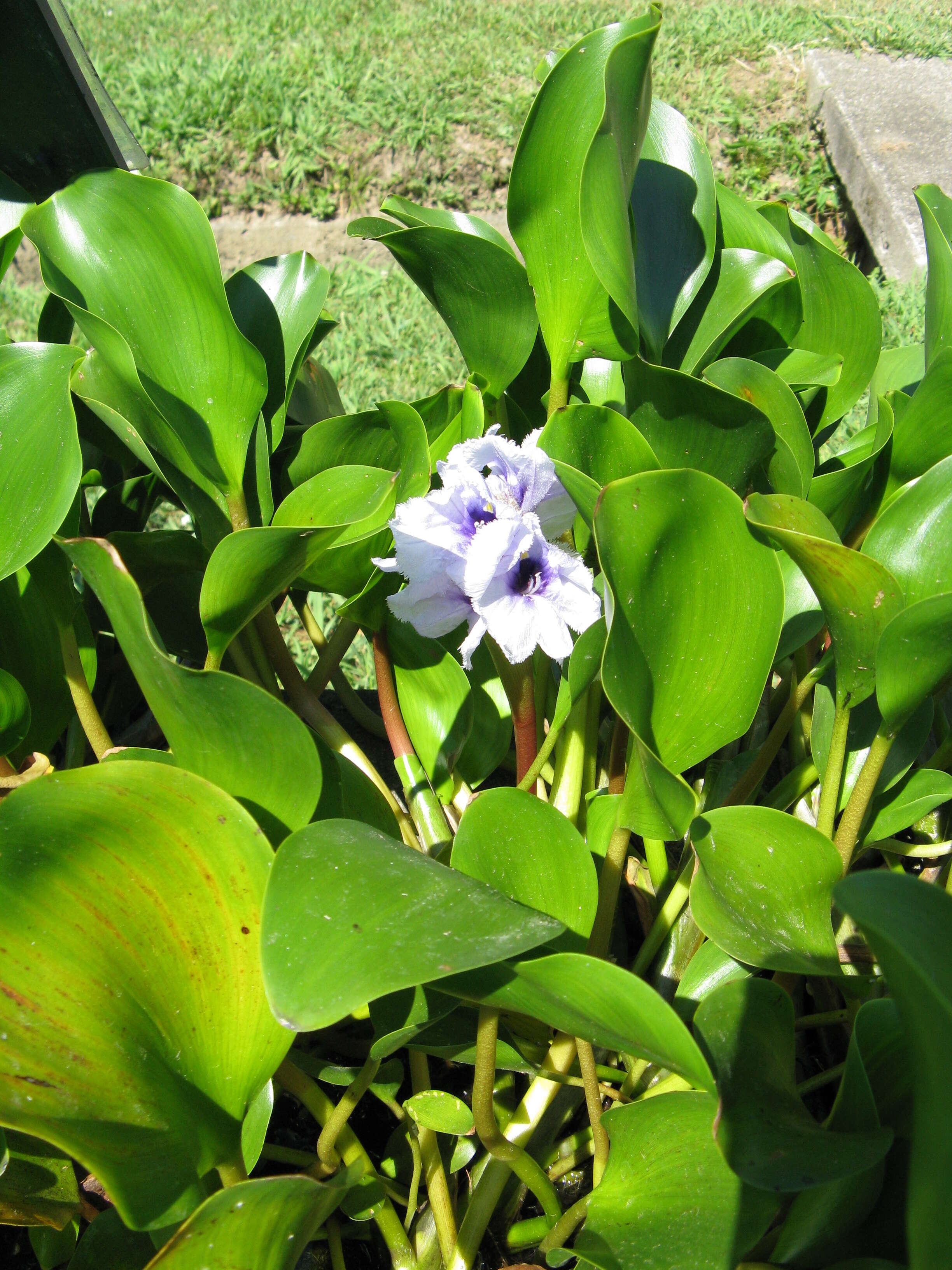 Image of anchored water hyacinth