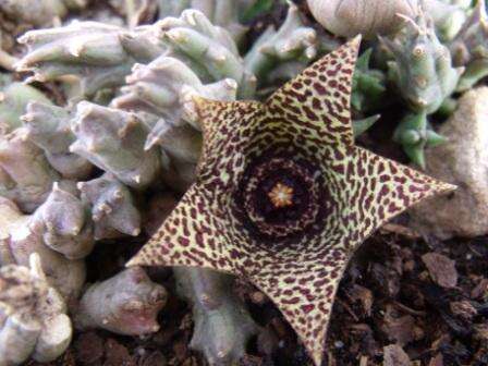 Image of Ceropegia irrorata (Masson) Bruyns