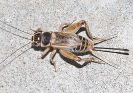 Image of Badlands Cricket